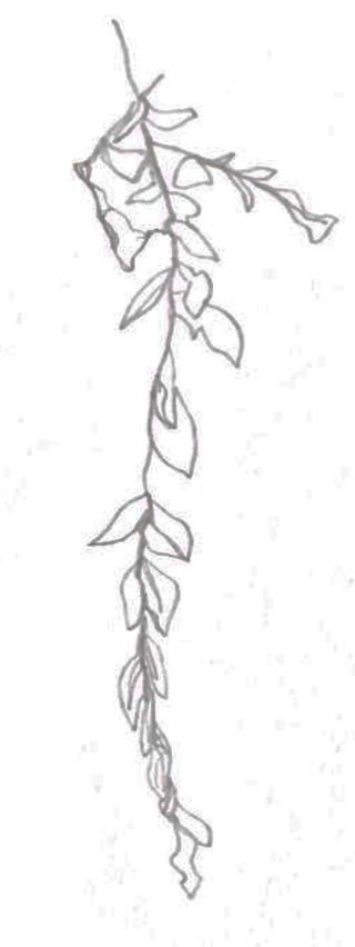 contour plant