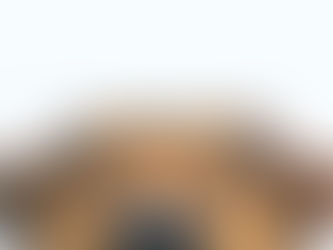 Why Your Dog’s Digestive Health Matters More Than You Think