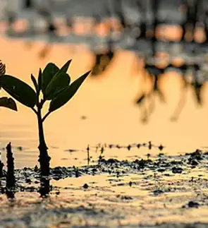 planting.webp