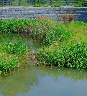 standing-water-detention-pond-green-vegetation-161954847.webp