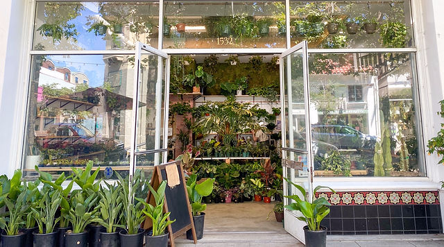 Leaf & Vine, Urban Plant Shop | Plant shops in Bay Area