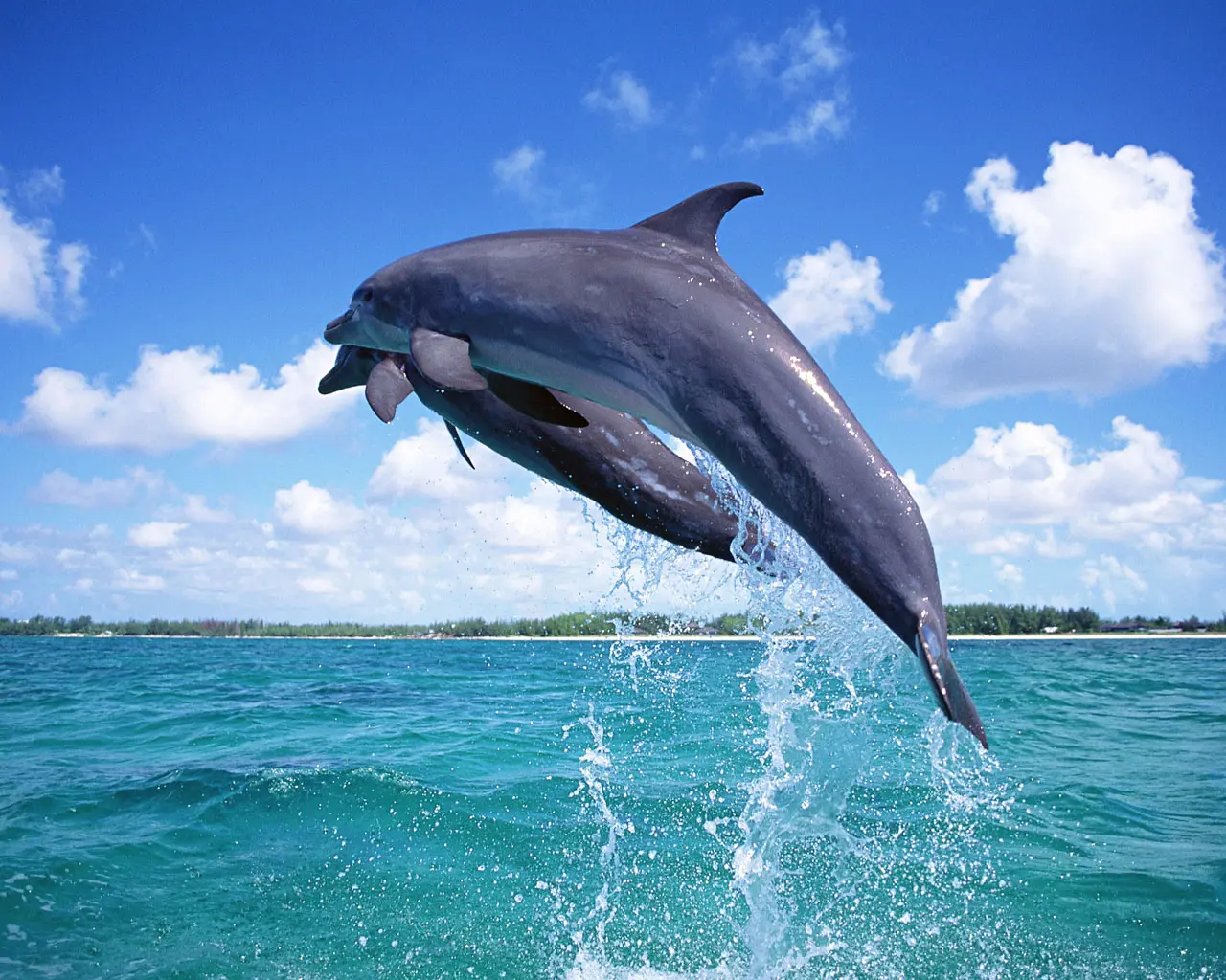 Wasini Dolphin & Dhow Adventure.webp