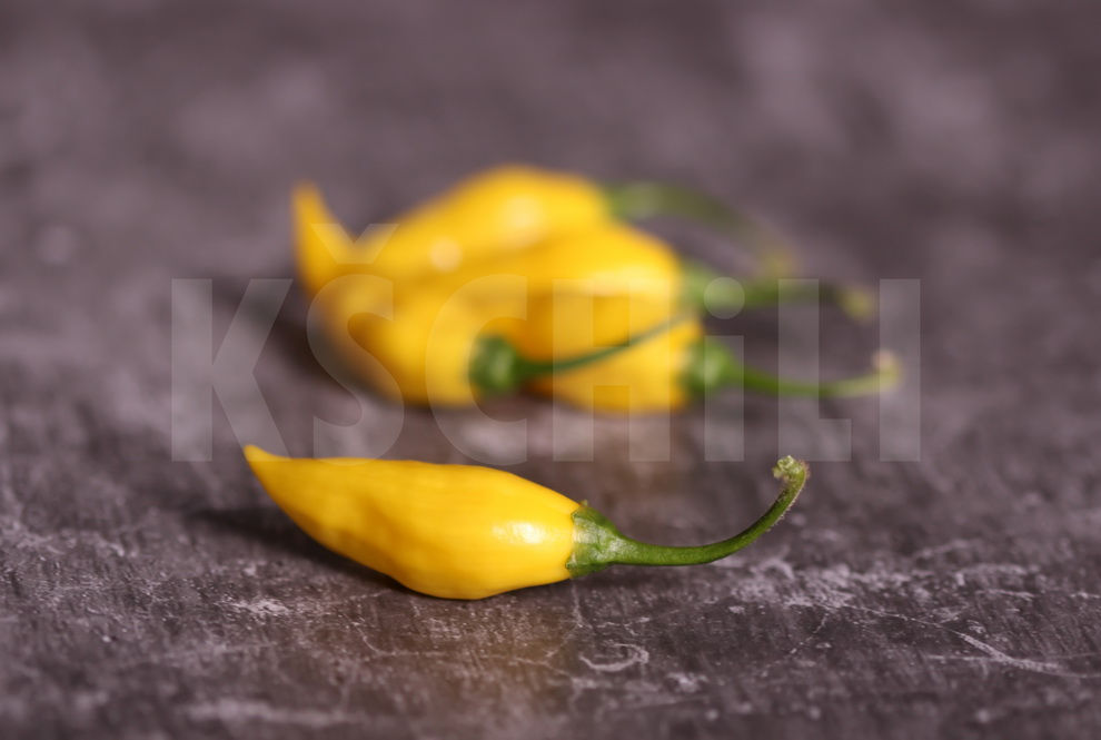 "Citron" Hot Chili Pepper 8 Seeds (Capsicum Chinense)