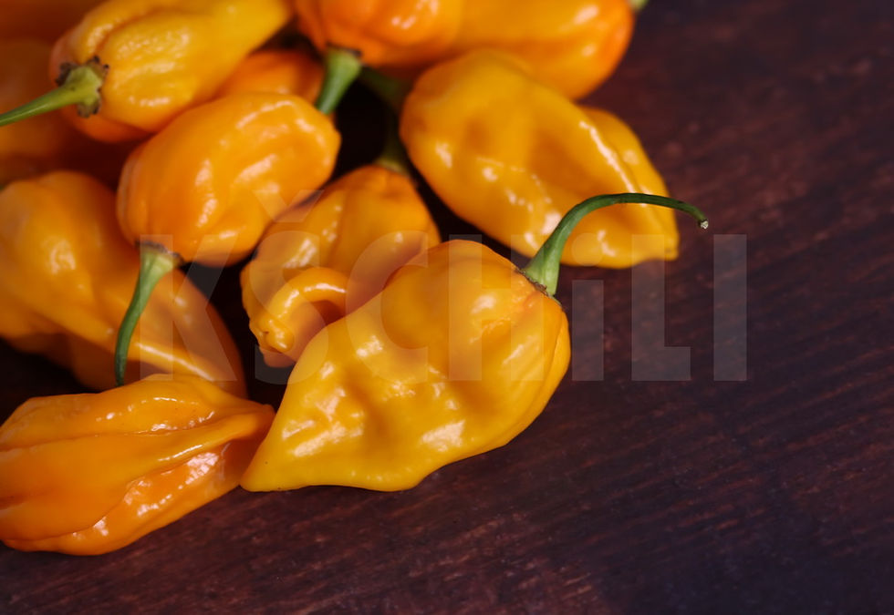 Thumbnail: "Bhut Jolokia Yellow" Hot Chili Pepper 8 Seeds (Capsicum Chinense)