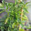 Thumbnail: "Padrón" Pepper 8 Seeds (Capsicum Annuum)