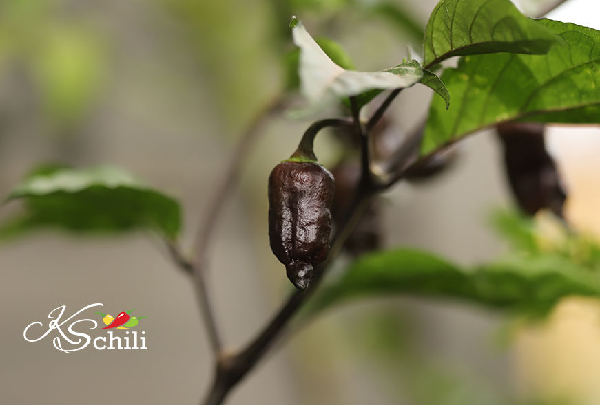 Thumbnail: "Blue Ghost Chocolate" Pepper 8 Seeds (Capsicum Chinense)