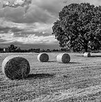 DSCF9213 bn 1.jpg
