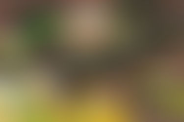 Campaign in Heroes of the Shire