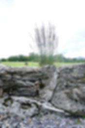 DSC06397.jpeg