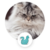 Gray long-haired cat