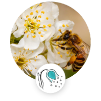 Bee pollenating flower