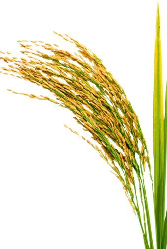 paddy-rice-500x500.png