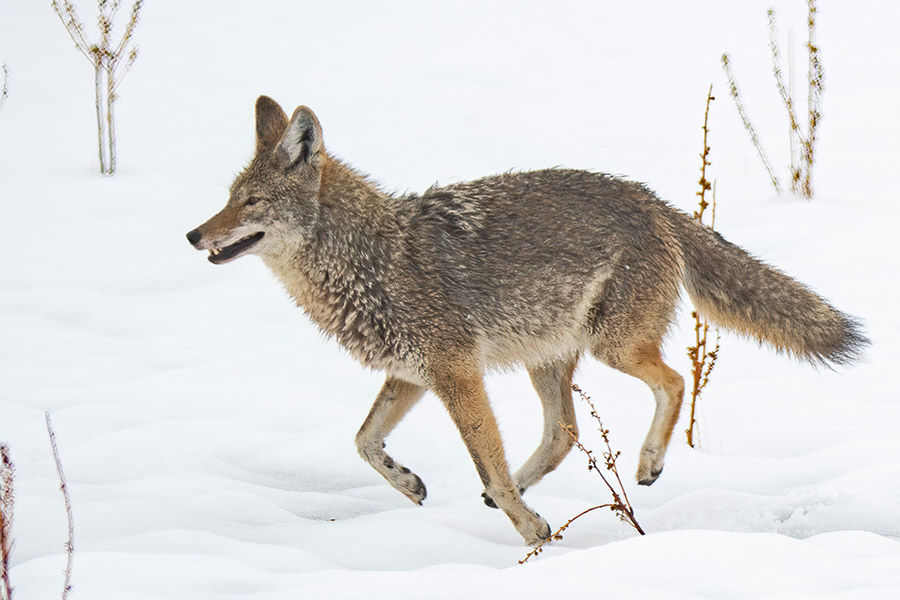 Coyote Contest