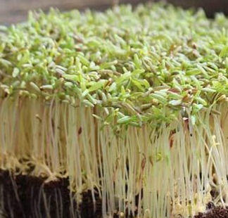 Amaranth microgreens