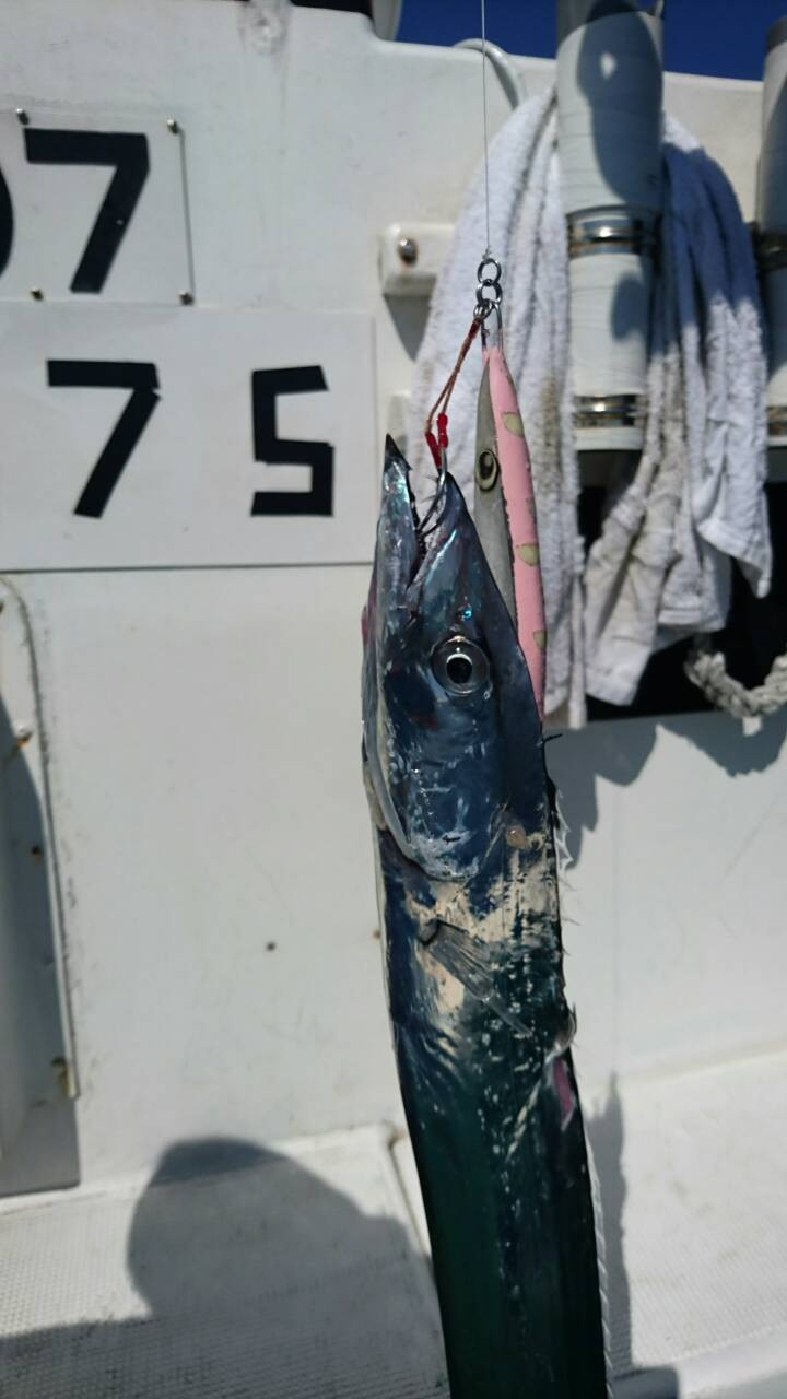 釣果報告 珍魚編