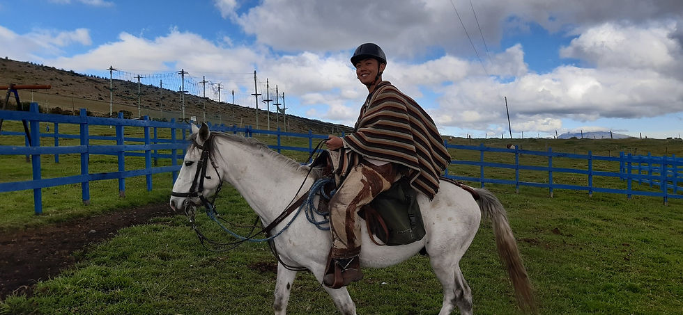 Andean Horses
