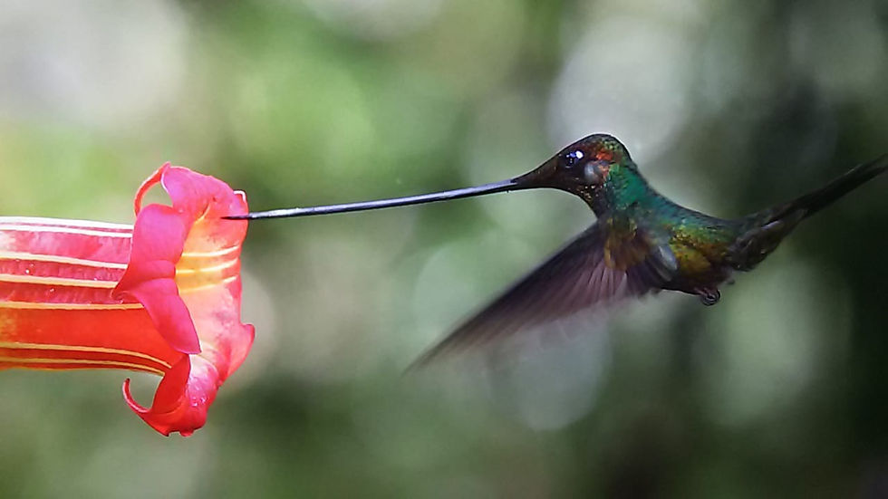 Hummingbird