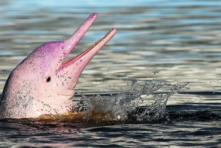 amazon-river-pink-dolphin