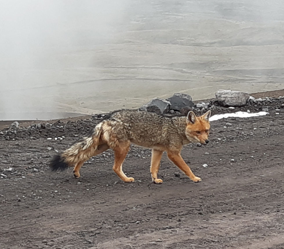 Andean Fox in Cotopaxi