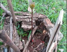 DESDE ARGENTINA, POSADAS MISIONESBARRIO - PARQUE ADAMZONA COSTANERA