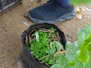 DESDE CHILE, Talca, Región del Maule