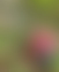 DESDE GUATEMALA, XELA