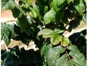 Desde San Roque, Antioquia - Colombia