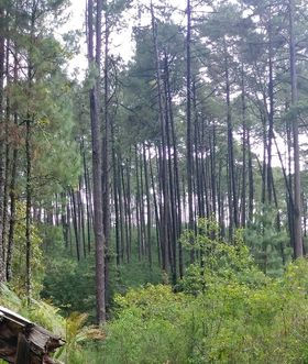 DESDE MÉXICO, San Bernardo Mixtepec, Zimatlan de Álvarez, Oaxaca