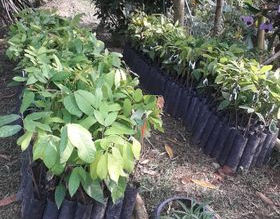 DESDE COLOMBIA, Huila, Municipio de Iquira, Vereda las brisas