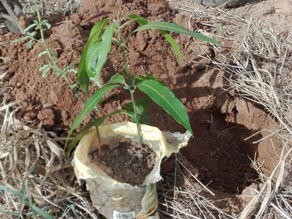 DESDE VENEZUELA, Mango Barinas, Parcela Entreverao C.A.