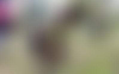 Desde NICARAGUA, MANAGUA - INDIO MAÍZ