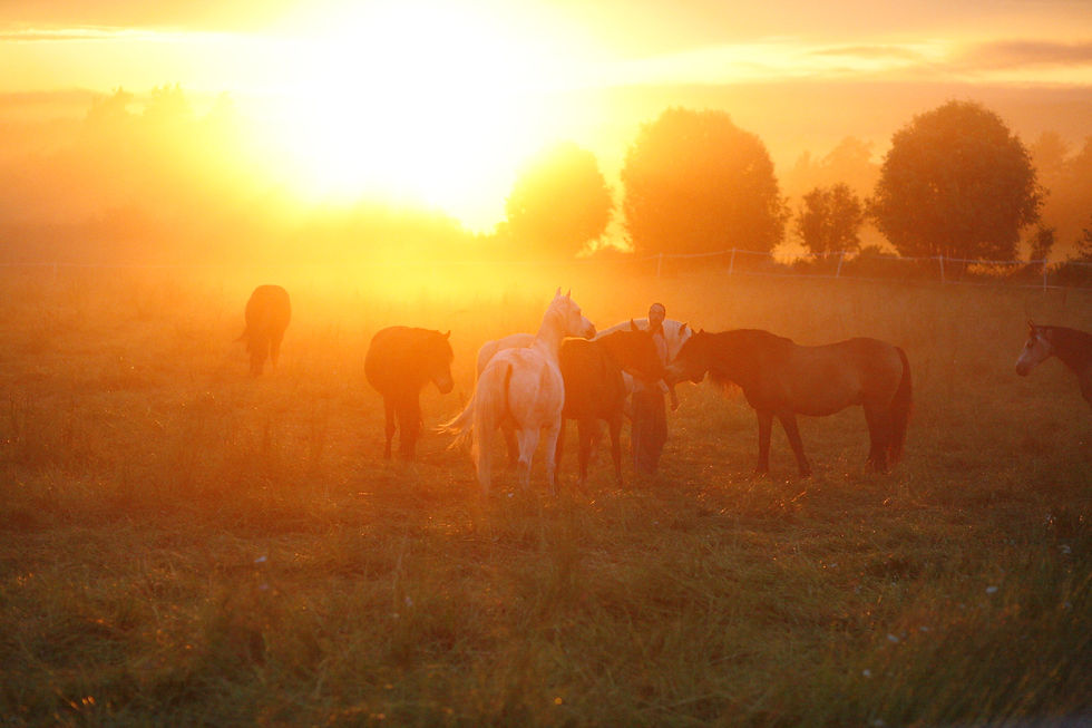 Jag Är Hästvägledd Coachning.JPG