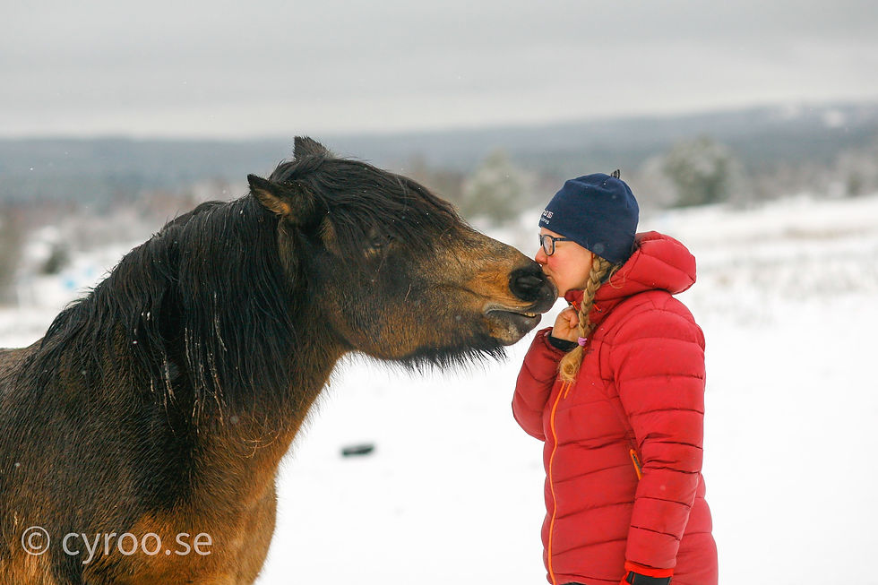 Vem avgör vad som faktiskt är bra för hästen?