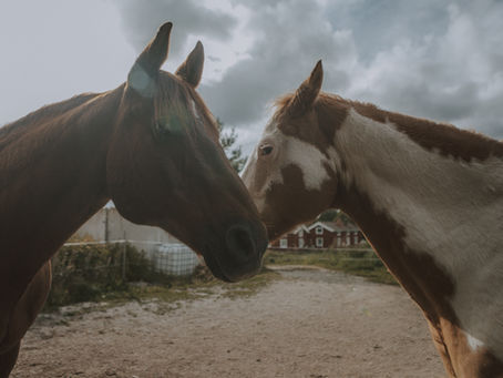 Tre hemsidor blir en, tack för ditt tålamod!