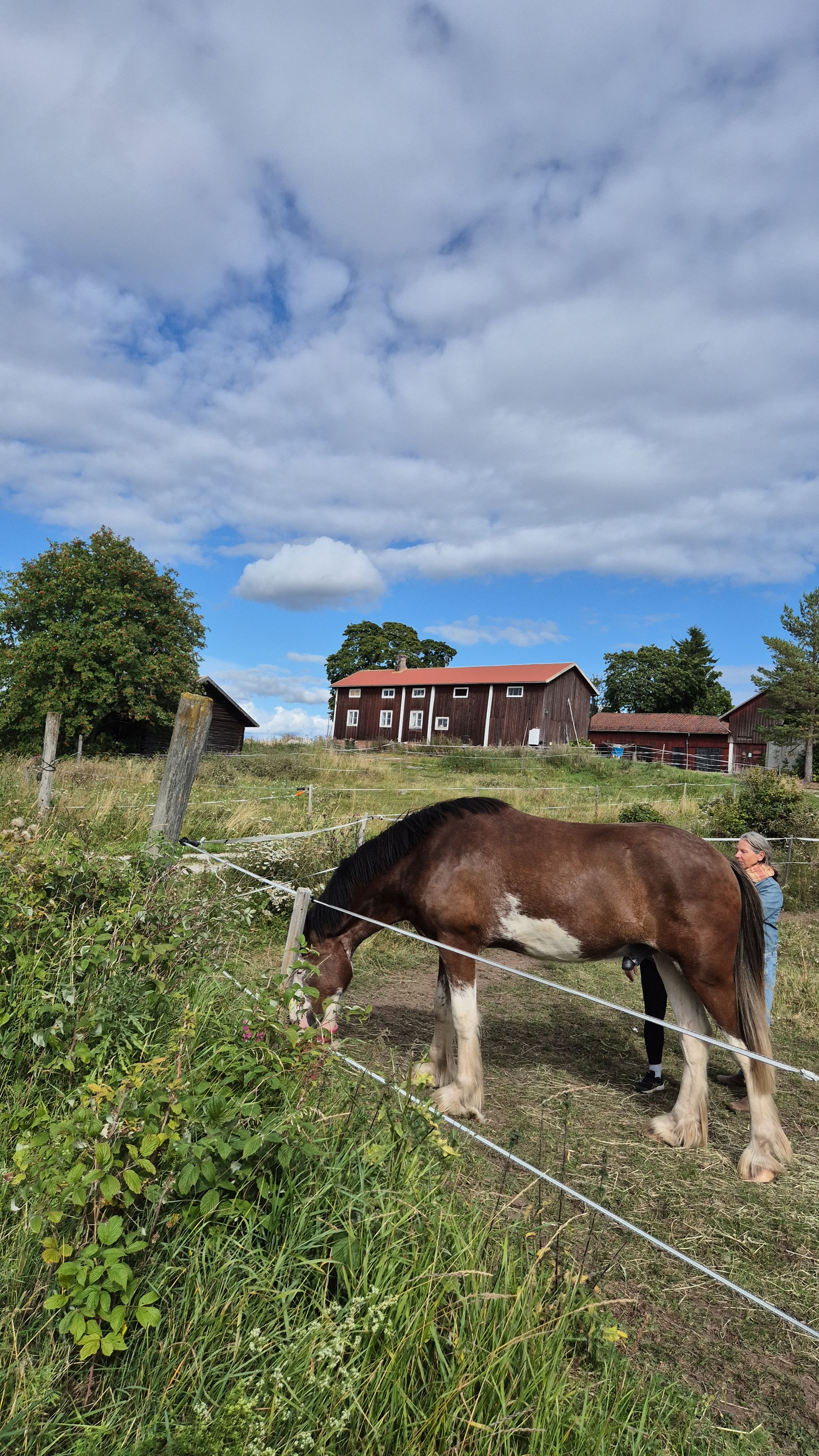 HÄSTIKETTS-läger, egen häst 18-20 JUNI 2027