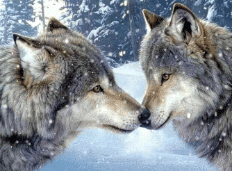animal093.gif~original.gif