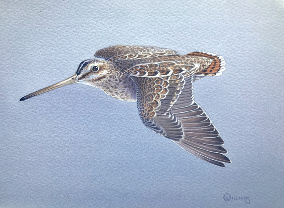 Snipe study