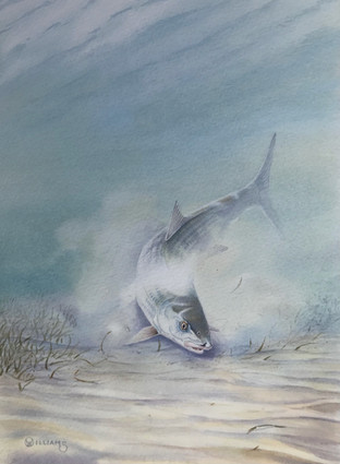 Feeding Bonefish