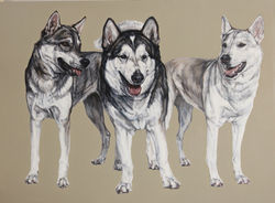 wolf dogs