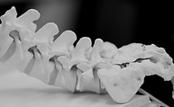 Spinal Model Anatomy_edited.jpg