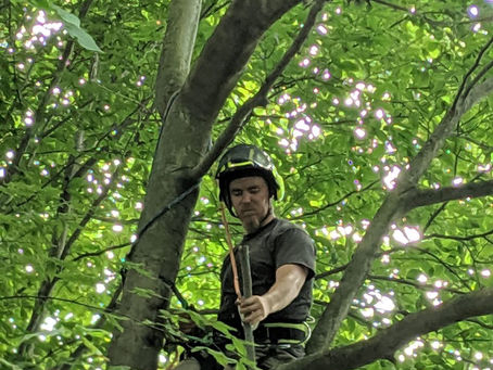 Tree Pruning | Obstructions to Power Lines