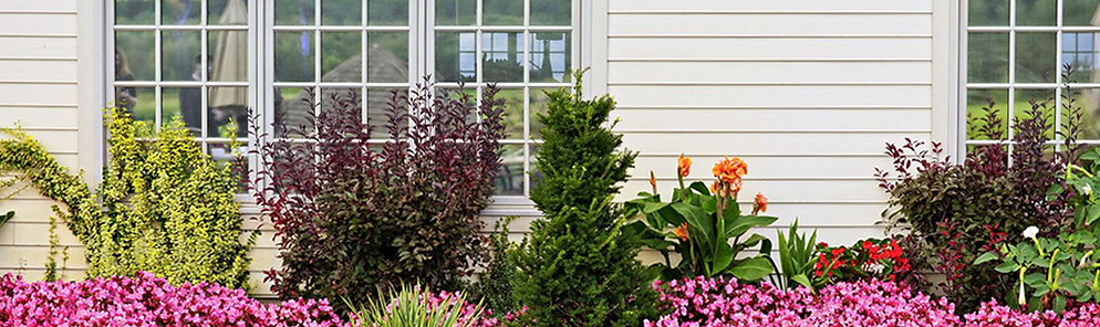 Plants in Front of Windows | Window Installation