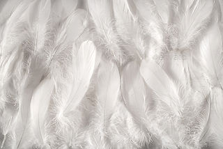 Feathers