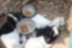 Animal husbandry