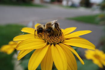 Pollinators.JPG