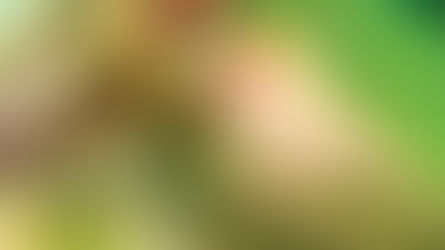 Dia mundial das Abelhas