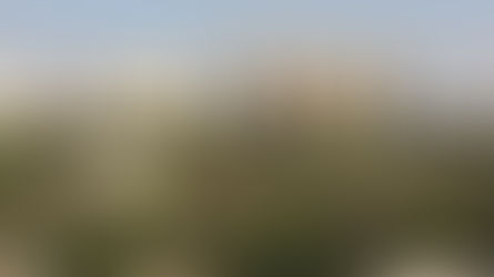 27 de maio - Dia Nacional da Mata Atlântica