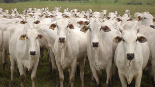 P&D: O desafio brasileiro