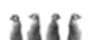 New%20Project%20(64)_edited.png