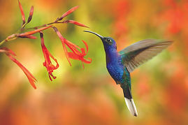 AdobeStock_219274481.jpeg